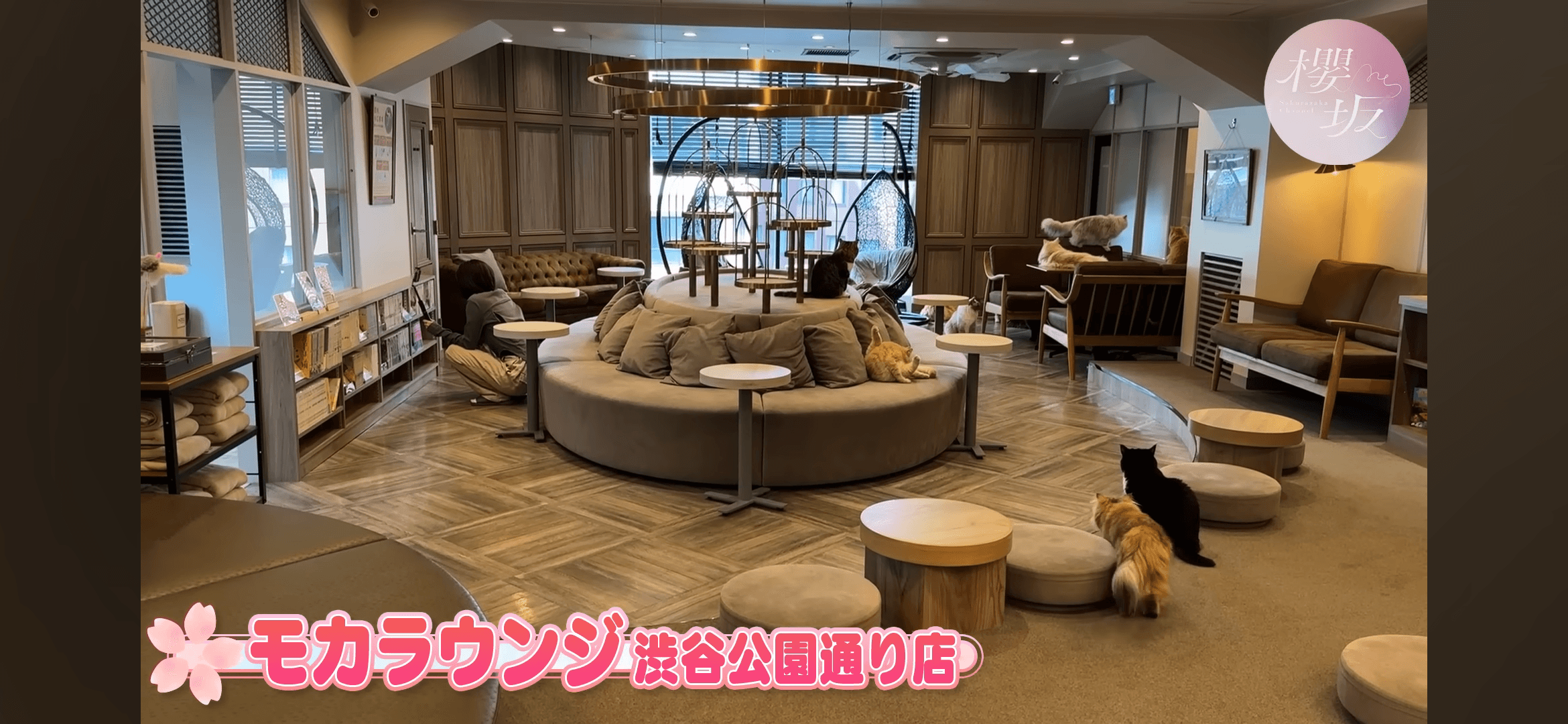 猫カフェ MOCHA(モカ) ラウンジ渋谷公園通り店 - 京都府の聖地
